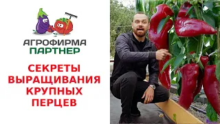 СЕКРЕТЫ ВЫРАЩИВАНИЯ КРУПНЫХ ПЕРЦЕВ