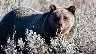 Wildlife Photography-Grizzly Close Encounter-Jackson Hole/Grand Teton Park/Yellowstone Park