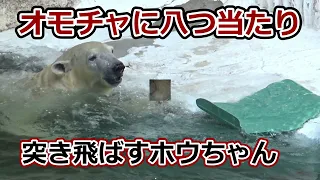 【シロクマの1分動画＃286】オモチャに八つ当たり！突き飛ばすホウちゃん【天王寺動物園】