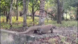 WATCH OUT. How the Komodo dropping the poo