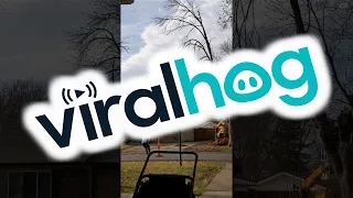 Neighbor's Tree Trimming Job Goes Bad || ViralHog