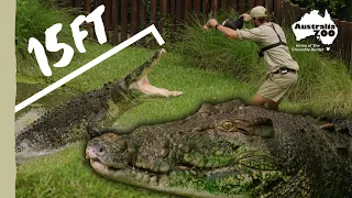 What's it like to feed a 15ft crocodile? | Australia Zoo Life