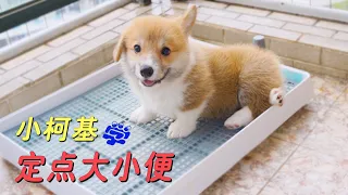 In order to teach little Corgi to defecate in a fixed place, the owner spent two full months!