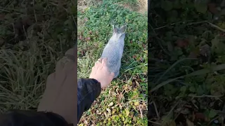 Catching Rabbit with bare hands?