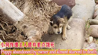 It's so pitiful that the puppy was abandoned and starved to the bone.