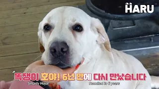 Hoya, the genius dog we met 6 years ago