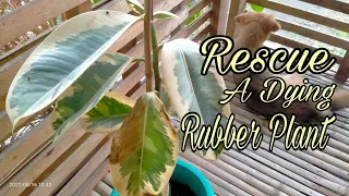 Rescuing A Dying Rubber Plant | Ficus Elastica