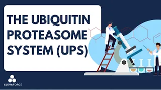 The Ubiquitin-Proteasome System (UPS)​