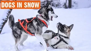 Funny Dogs In Snow Compilation | 1/2019