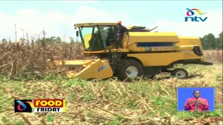 Heavy rains causing maize to rot in the field #FoodFriday
