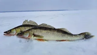 ЗИМНЯЯ ЛОВЛЯ ДОБРЫХ СУДАКОВ НА ВОЛГОГРАДСКОМ ВОДОХРАНИЛИЩЕ!Простая снасть на судака.РЫБАЛКА 2022 .