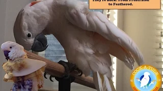 How I Solved My Parrot's Feather Plucking | Ep.14: Haloperidol | Cockatude: Cockatoos with Attitude