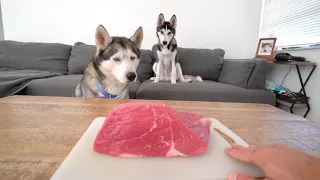 Leaving My Puppy Husky and His Dad Home Alone with a Big Raw Steak..