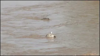 Crocodiles attack on Wildebeests and Zebras Crossing Mara River.