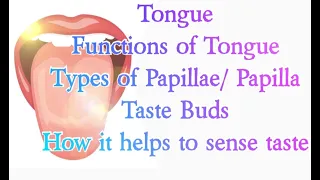 Tongue - Functions of tongue - Different types of papillae/ papilla - Taste buds