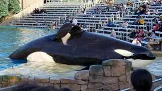 SeaWorld Orca Encounter Full Show