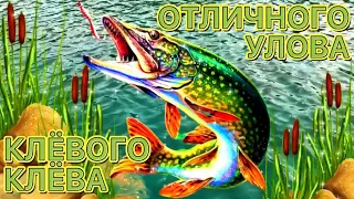 День РЫБАКА 2024 🐟 Супер Прикольное Поздравление С Днём Рыбака! Клёвого Клёва