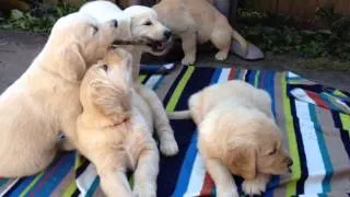 Golden Retriever Puppies Playing Outside - 7 Weeks Old