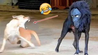 Funniest Animals 2023 😂 Best Funny Cats and Dogs 😺🐶 Part 29