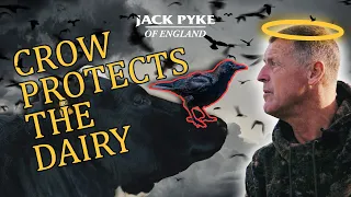 Crow protects the dairy! Crows and Tame pigeons shooting in Kent with crow whisperer - Andy Crow.