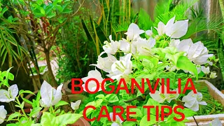 Bougainvillea care tips