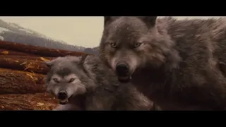 Jacob With His Wolf Pack { Breaking Dawn Part 1 }