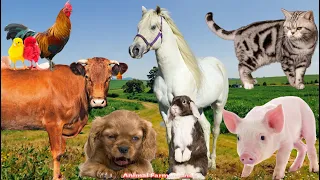 Farm Animal Sounds: Cow, Chicken, Cat, Dog, Duck, Rabbit - Animal Sounds