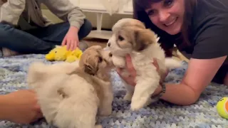 Coton de Tulear Puppies For Sale - Sandy 2/1/24