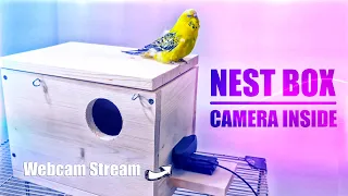 How to make Budgie Nesting Box with Camera View