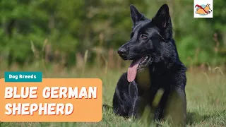 Blue German Shepherd: Your Guide To This Rare Variation Of The Popular GSD!