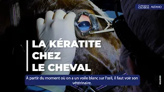 ⚠ Intervention impressionnante sur l'oeil d'un cheval atteint de kératite !