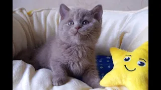 British Shorthair Lilac Kitten 1,5 months old