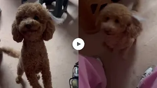 Yalı Çapkını 69.Bölüm Afra Saraçoğlunun Köpeği Nagişin Yalı Setinden Kamera Arkası Videosu Geldi