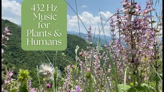 432 Hz Music To Increase Plant Growth and Human Well-Being