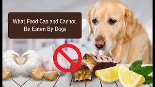 What Food Can and Cannot Be Eaten By Dogs | Pet Food | Dog Care | DiscountPetCare