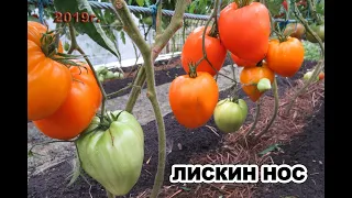 Томат Лискин нос