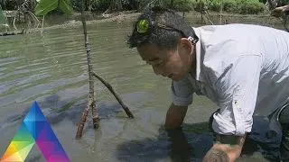 JEJAK PETUALANG - MISTERI PEMANGSA CELEBES (27/4/16) 3-3