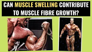 Can muscle swelling increase fiber growth?