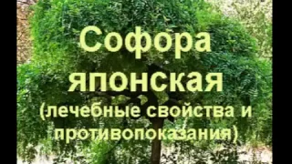 Софора японская лечебные свойства и противопоказания