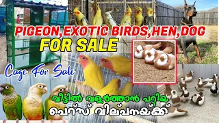 🥰Bigg Sale💥Pigeon💙Exotic Birds🤗Hen😻Dog For Sale💚Pets Sale Kerala💞Pets Fram kerala❤️Cage Sale Kerala