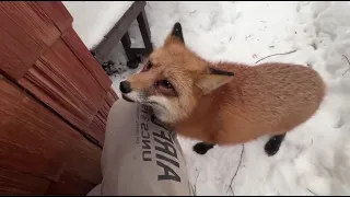 Alice the fox. The fox makes a scandal and demands a treat.