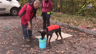 Как научить собаку собирать вещи в ведро, доберман Тильда
