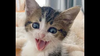 It's TIME for SUPER LAUGH!😹 - Cute and Funny Cat Videos 2021 | International Cat