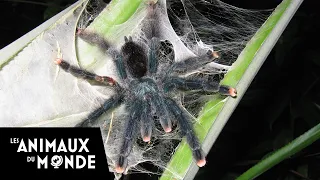 Secrets of the American jungle - The Civilisation of Spiders