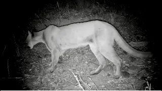 Mountain lion kills a Coyote