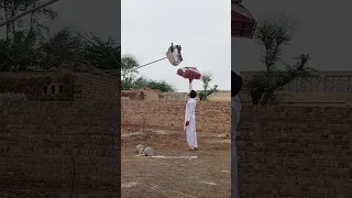 landing pigeon in cage ll #pigeon #kabootarbazi