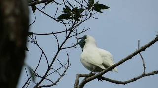 Bare-throated Bellbird (Procnias nudicollis)