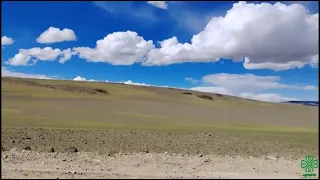 Ngari, Solitude & Nature   Tibetan Wild Donkeys