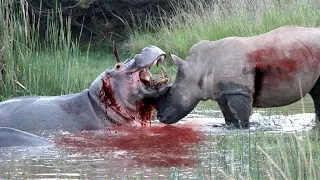 Fierce Hunt In The Wild ►Rhino Vs Hippo In River Battle 4K UHD TV