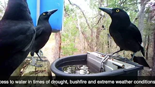 Tree Troff® Australian Bush Life